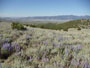 views of Alder Gulch Ranch in the Ruby Valley of Montana